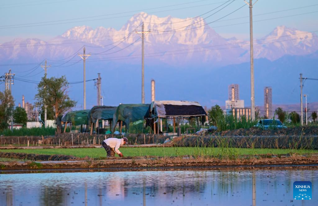 Farmers transplant rice seedlings in China's Xinjiang