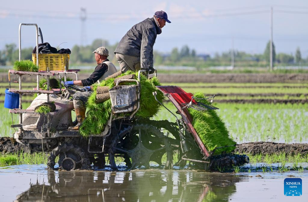 Farmers transplant rice seedlings in China's Xinjiang