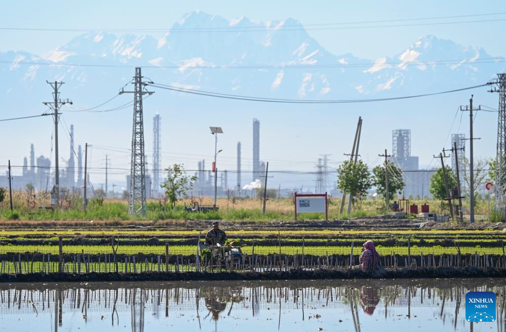 Farmers transplant rice seedlings in China's Xinjiang