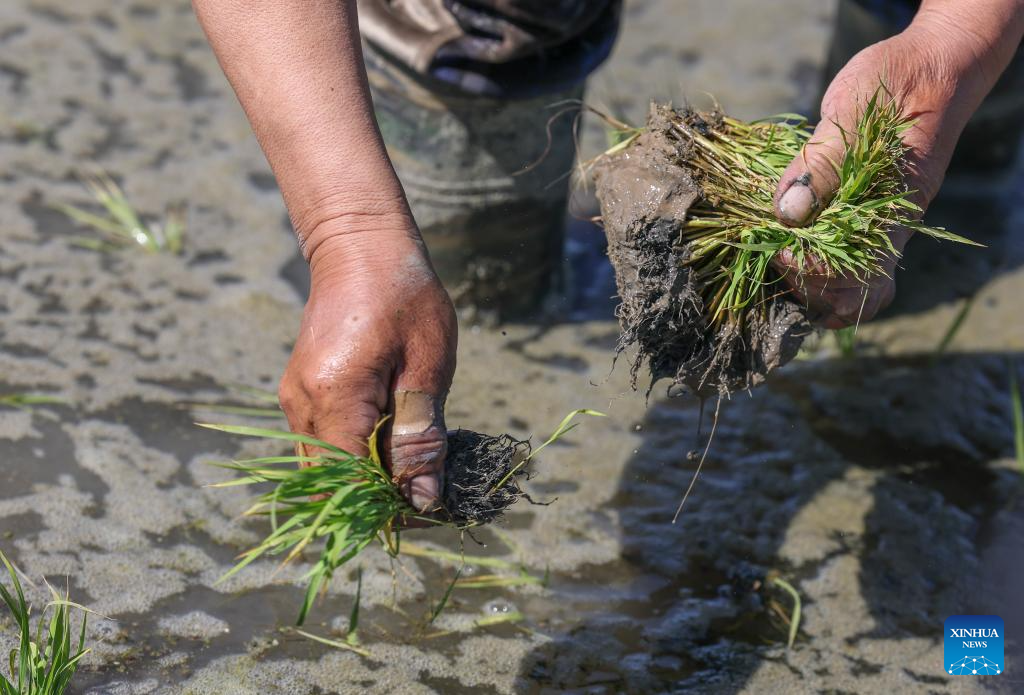 Farmers transplant rice seedlings in China's Xinjiang