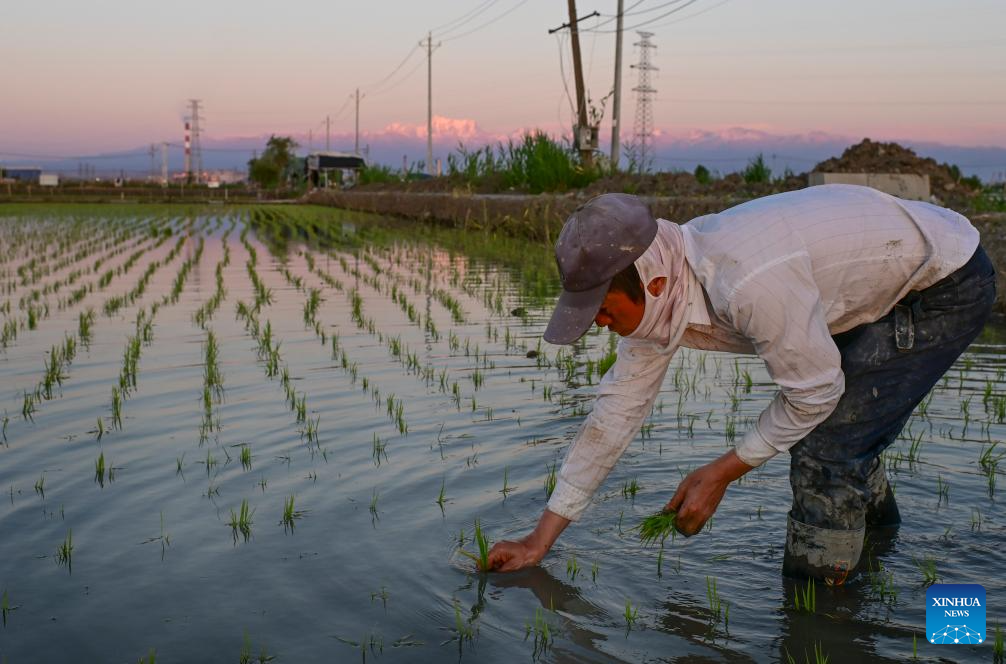 Farmers transplant rice seedlings in China's Xinjiang