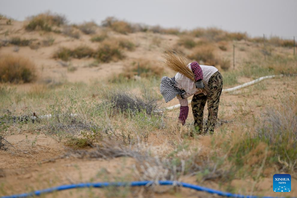 Ecological management of Ulan Buh Desert advances in China's Inner Mongolia