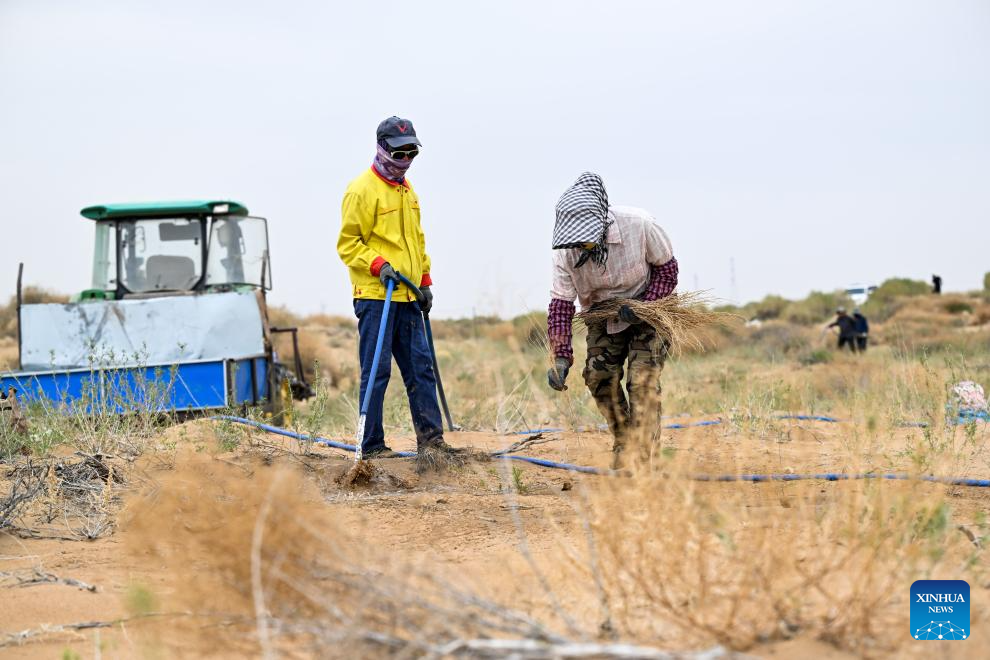 Ecological management of Ulan Buh Desert advances in China's Inner Mongolia