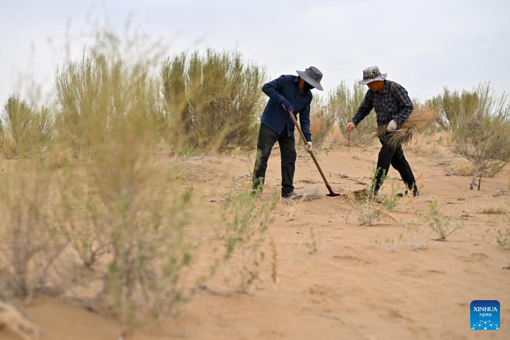 Ecological management of Ulan Buh Desert advances in China's Inner Mongolia