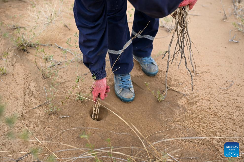 Ecological management of Ulan Buh Desert advances in China's Inner Mongolia