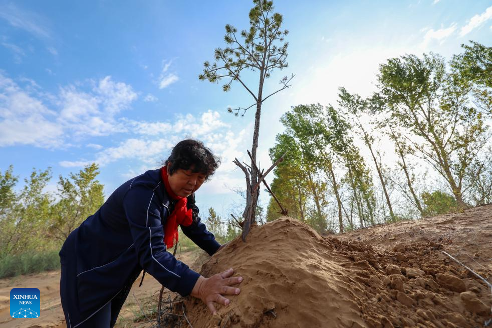 Worker in Maowusu sandy area guards green for shared dream