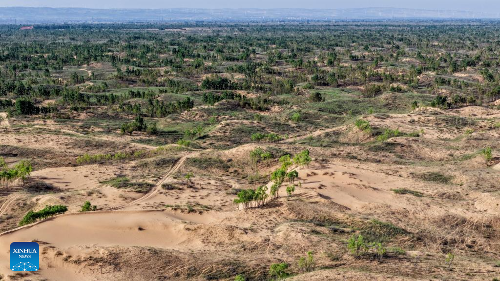 Worker in Maowusu sandy area guards green for shared dream