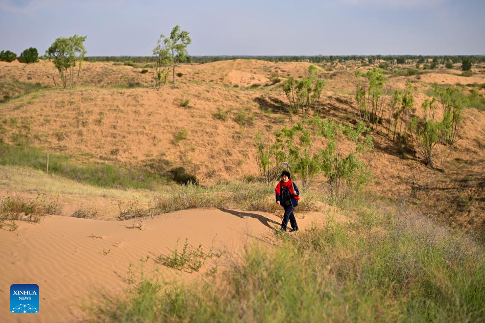 Worker in Maowusu sandy area guards green for shared dream