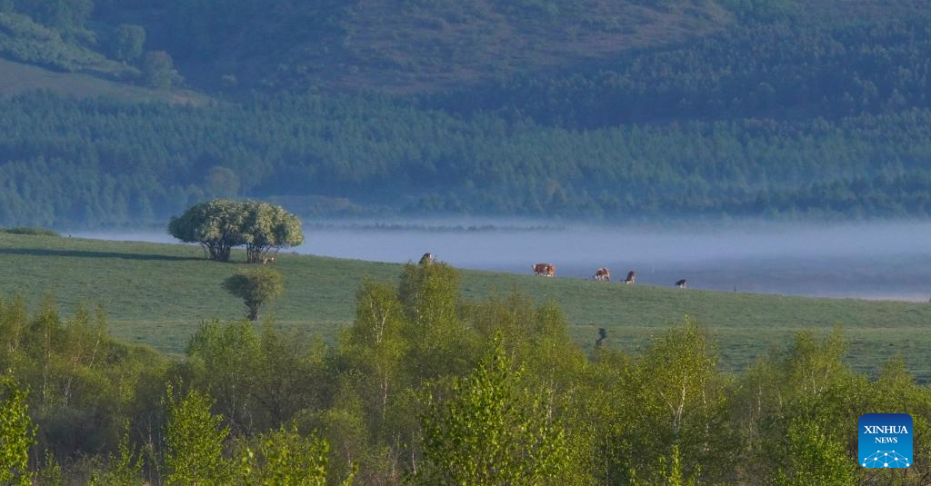 Scenery of Yudaokou pasture in Chengde, N China's Hebei
