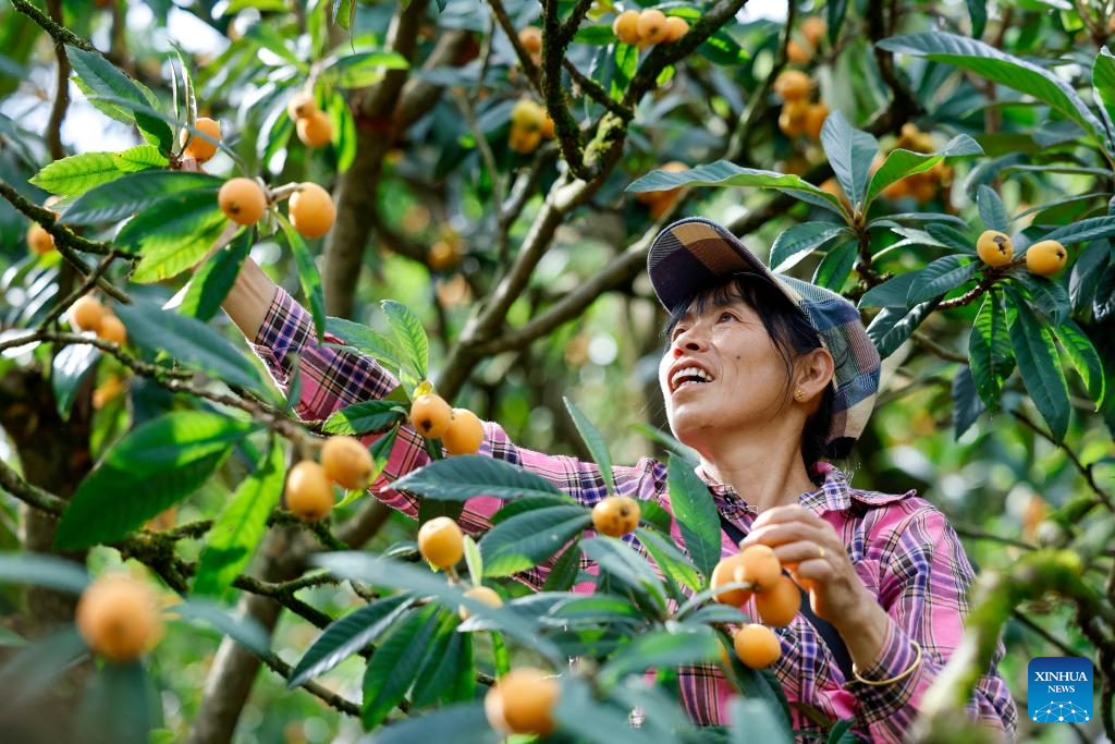 Farmers harvest loquats in Shexian County, China's Anhui