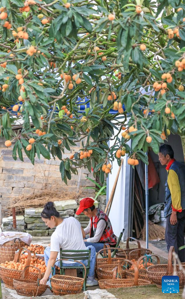 Farmers harvest loquats in Shexian County, China's Anhui
