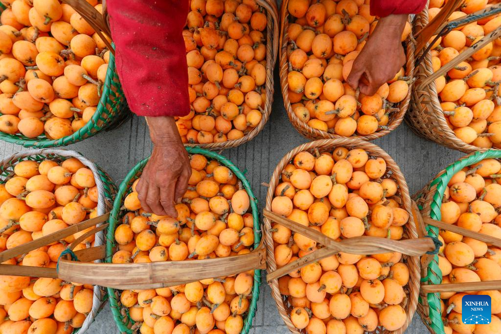 Farmers harvest loquats in Shexian County, China's Anhui