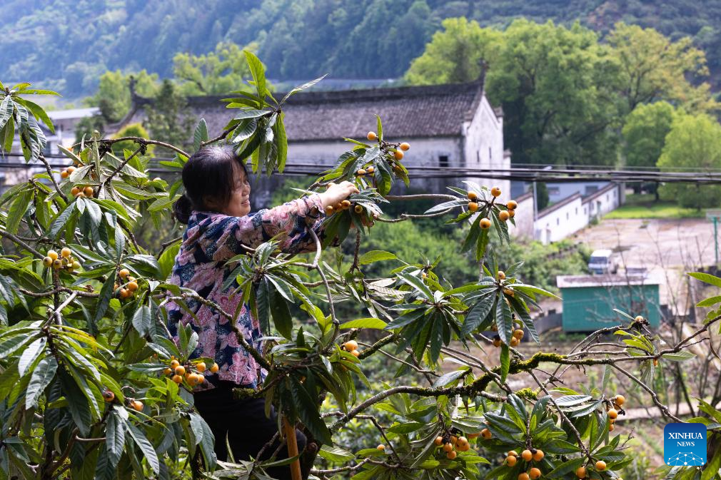 Farmers harvest loquats in Shexian County, China's Anhui