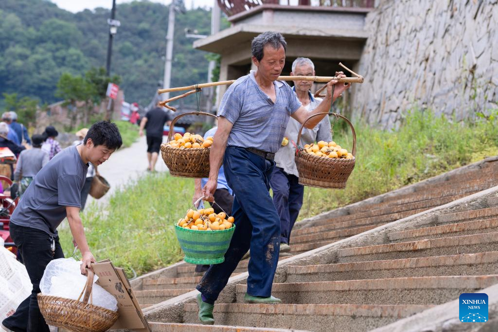Farmers harvest loquats in Shexian County, China's Anhui