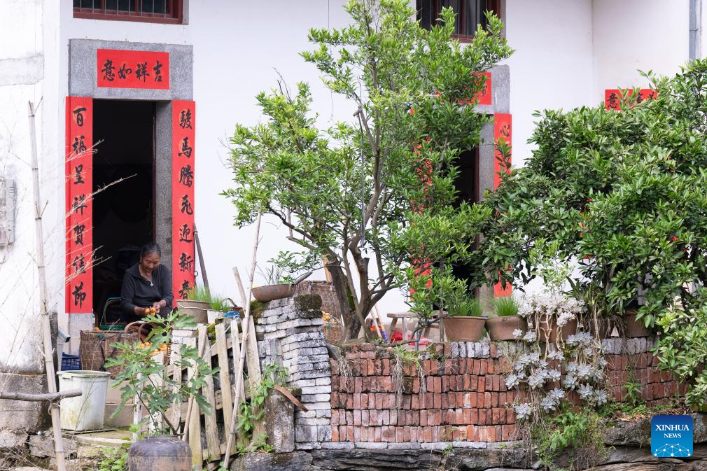 Farmers harvest loquats in Shexian County, China's Anhui