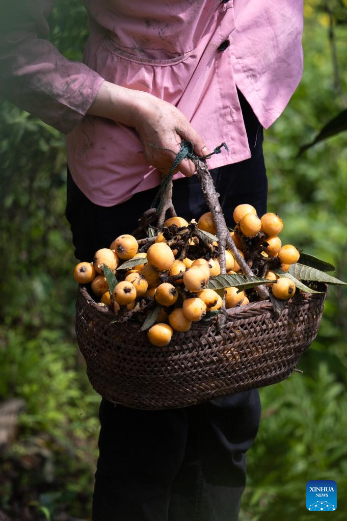 Farmers harvest loquats in Shexian County, China's Anhui