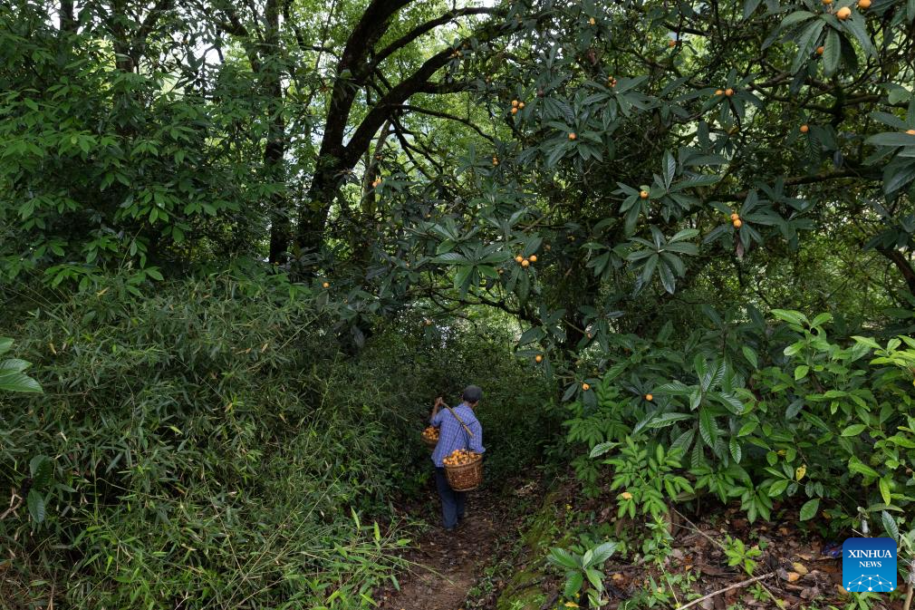 Farmers harvest loquats in Shexian County, China's Anhui