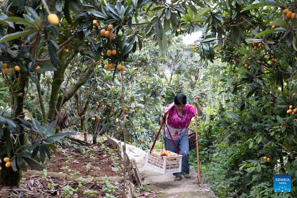 Farmers harvest loquats in Shexian County, China's Anhui