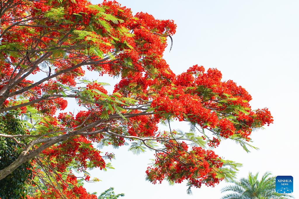 Scenery of blooming royal poinciana trees in Xiamen