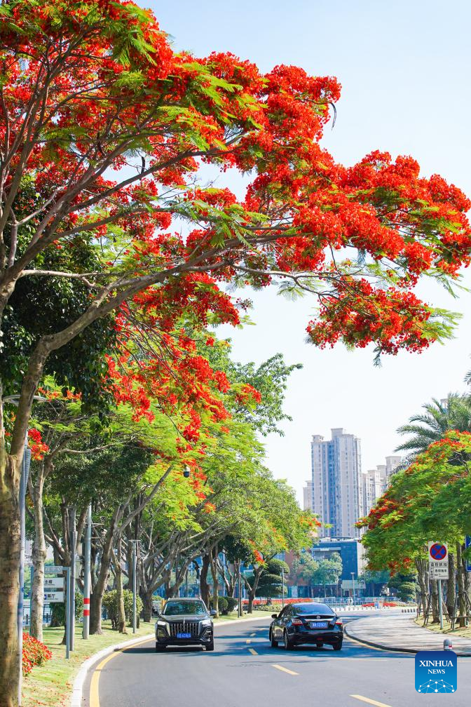 Scenery of blooming royal poinciana trees in Xiamen