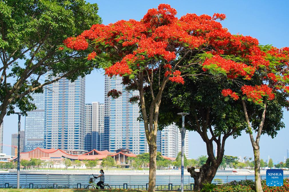 Scenery of blooming royal poinciana trees in Xiamen