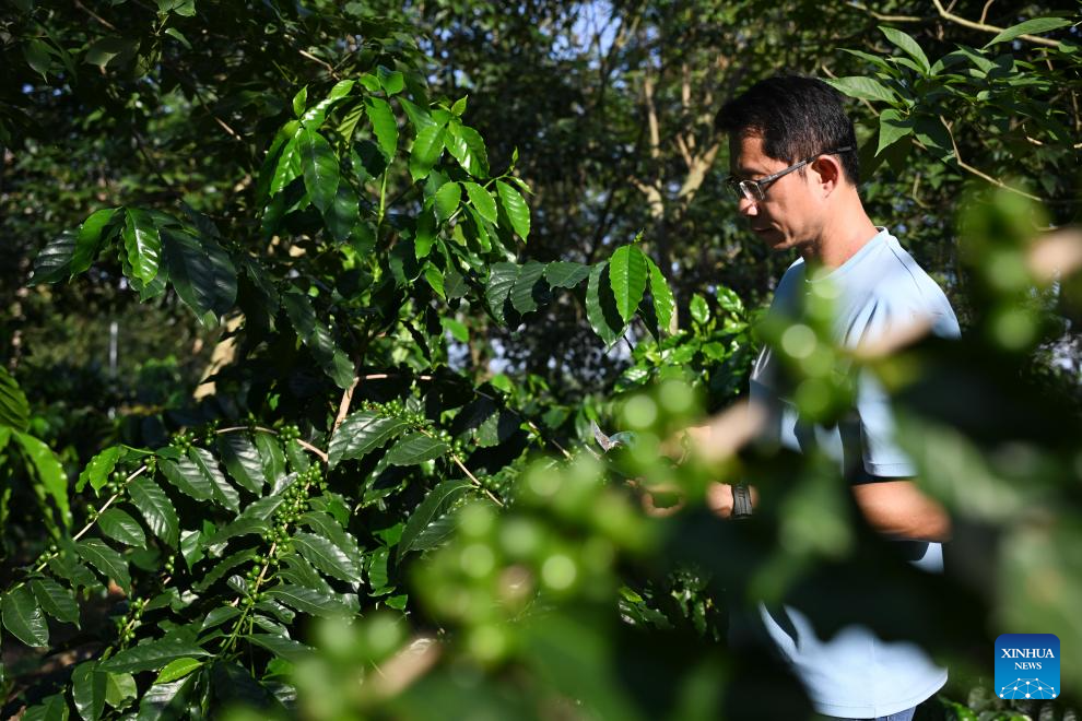 Coffee industry thriving in Jiangmen, China's Guangdong