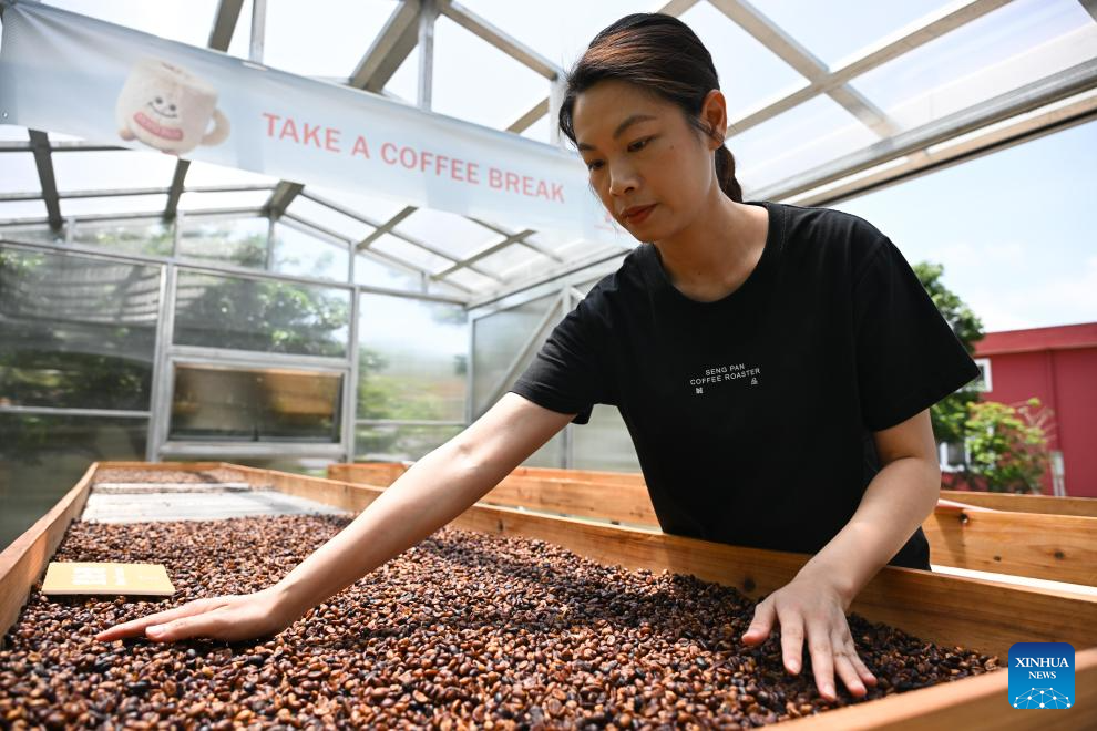 Coffee industry thriving in Jiangmen, China's Guangdong