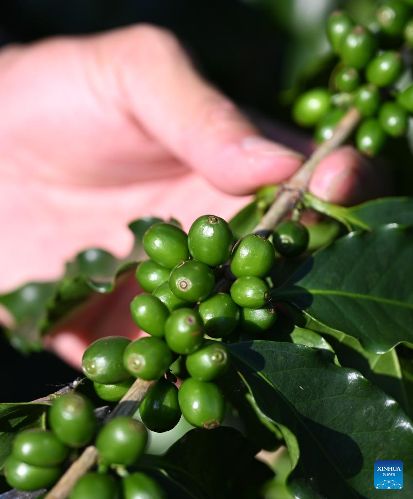 Coffee industry thriving in Jiangmen, China's Guangdong