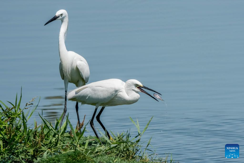 China's Hengshui Lake becomes ideal home for rare birds to inhabit