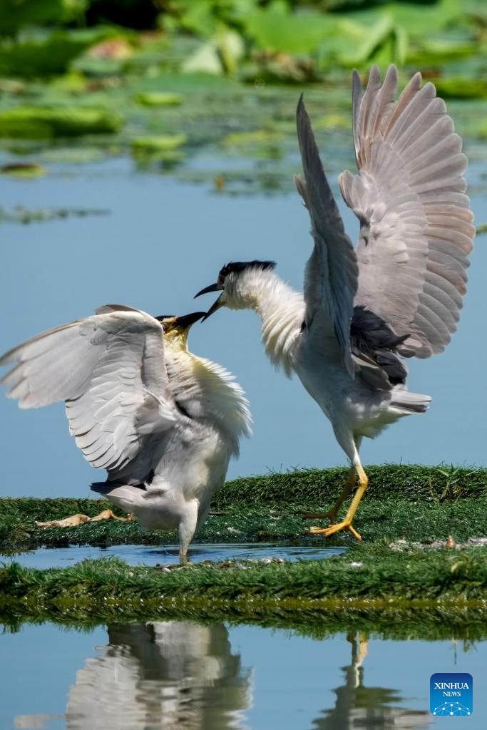 China's Hengshui Lake becomes ideal home for rare birds to inhabit