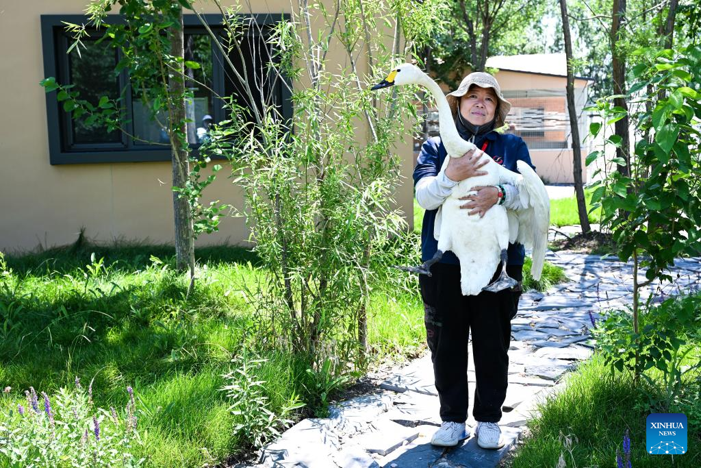 China's Hengshui Lake becomes ideal home for rare birds to inhabit