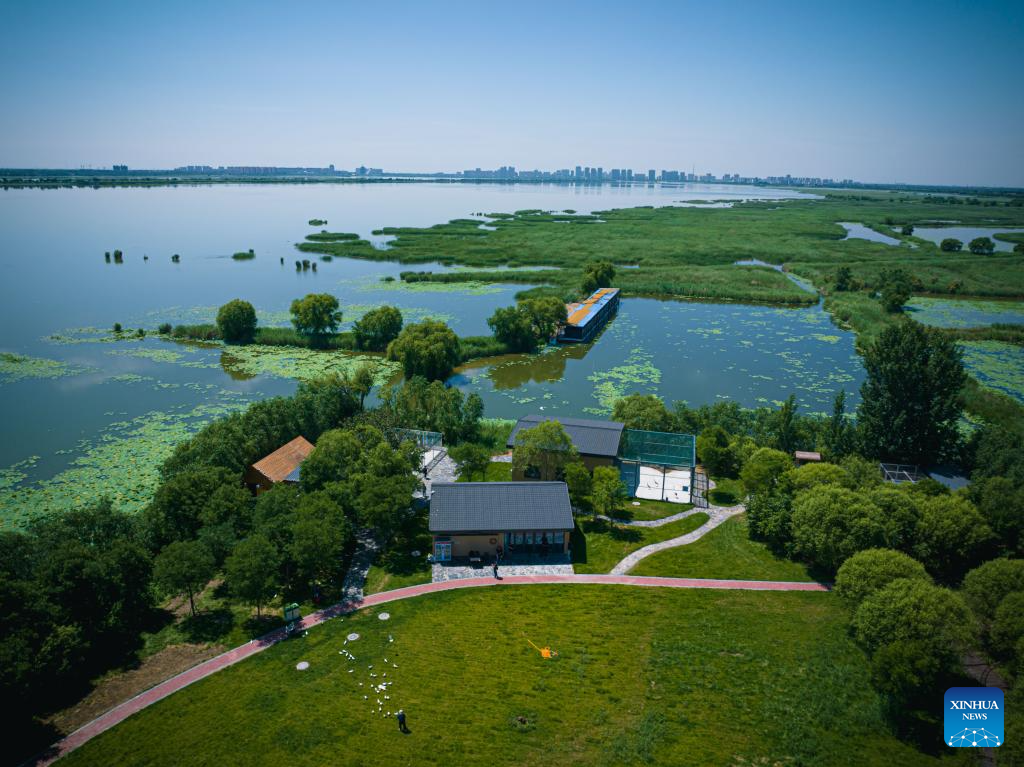 China's Hengshui Lake becomes ideal home for rare birds to inhabit