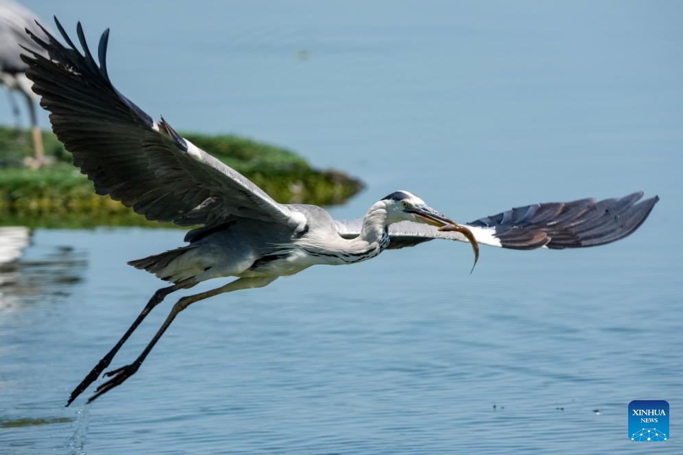 China's Hengshui Lake becomes ideal home for rare birds to inhabit