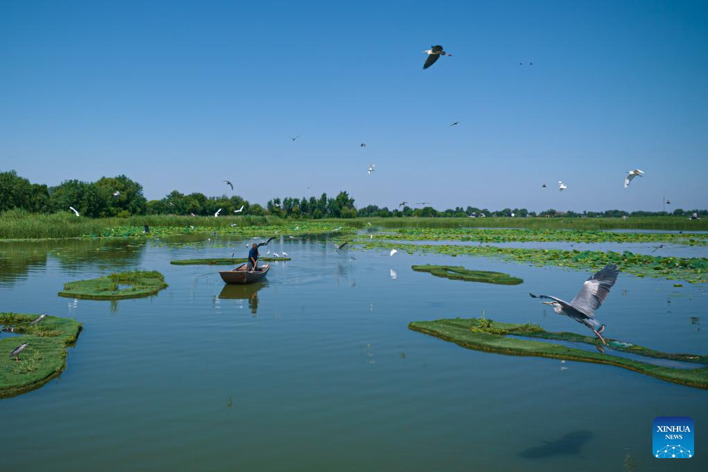 China's Hengshui Lake becomes ideal home for rare birds to inhabit