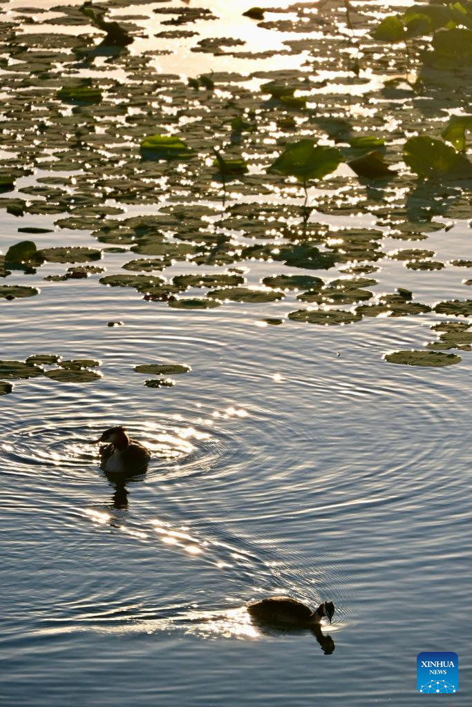 China's Hengshui Lake becomes ideal home for rare birds to inhabit