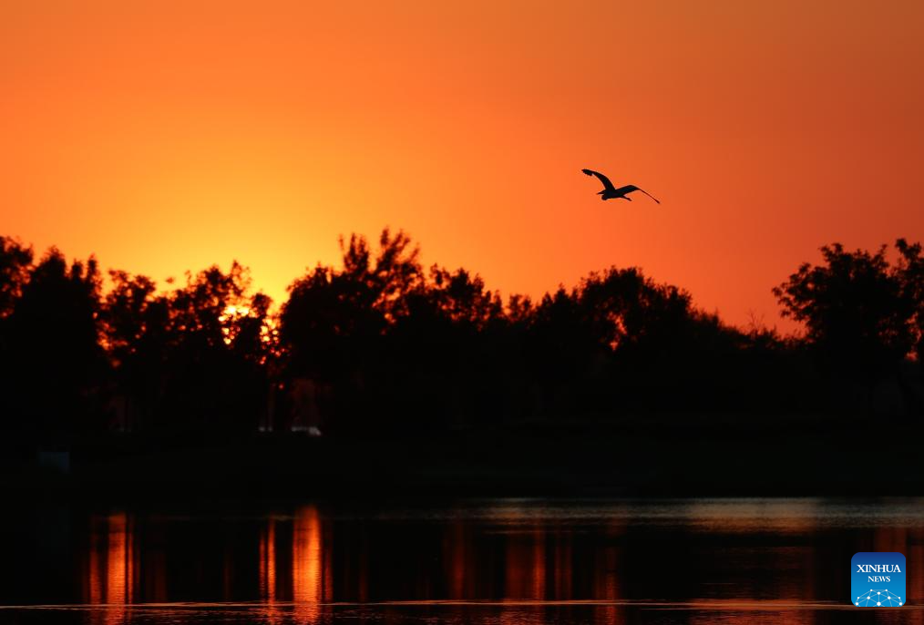 China's Hengshui Lake becomes ideal home for rare birds to inhabit