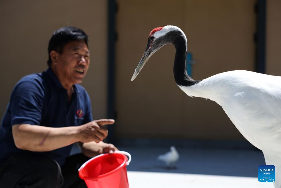 China's Hengshui Lake becomes ideal home for rare birds to inhabit