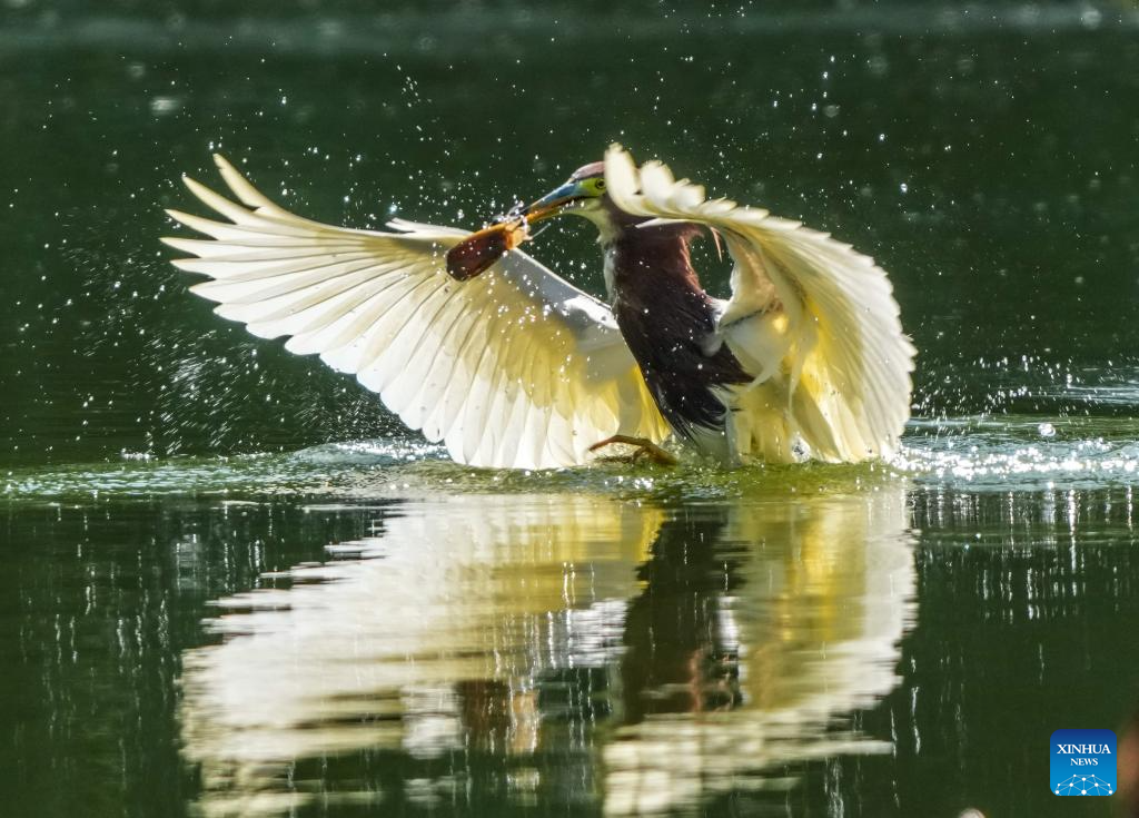 China's Hengshui Lake becomes ideal home for rare birds to inhabit