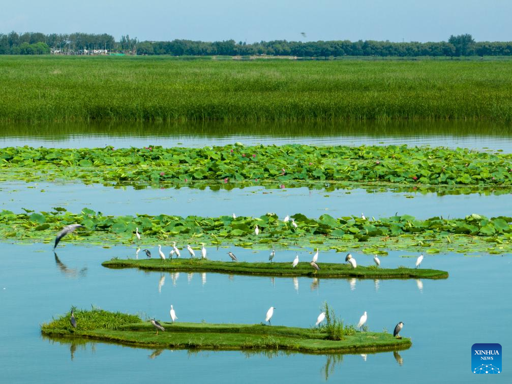 China's Hengshui Lake becomes ideal home for rare birds to inhabit
