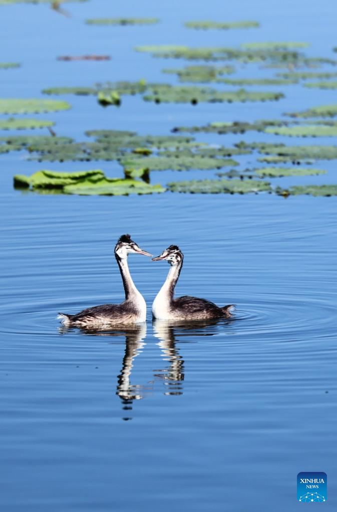 China's Hengshui Lake becomes ideal home for rare birds to inhabit