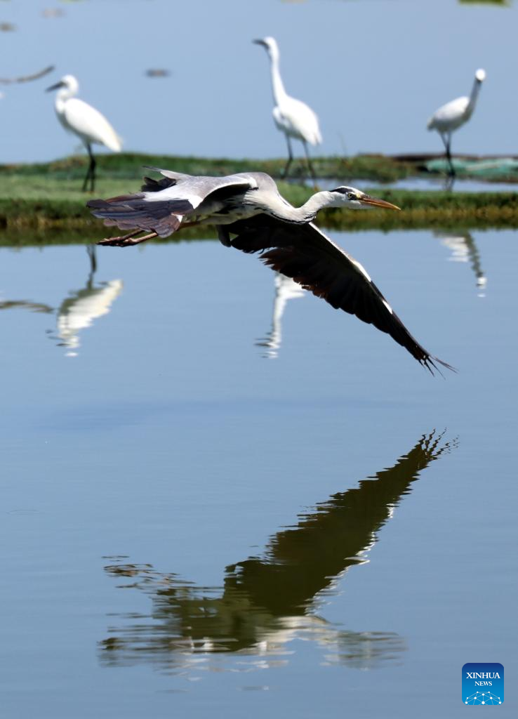 China's Hengshui Lake becomes ideal home for rare birds to inhabit
