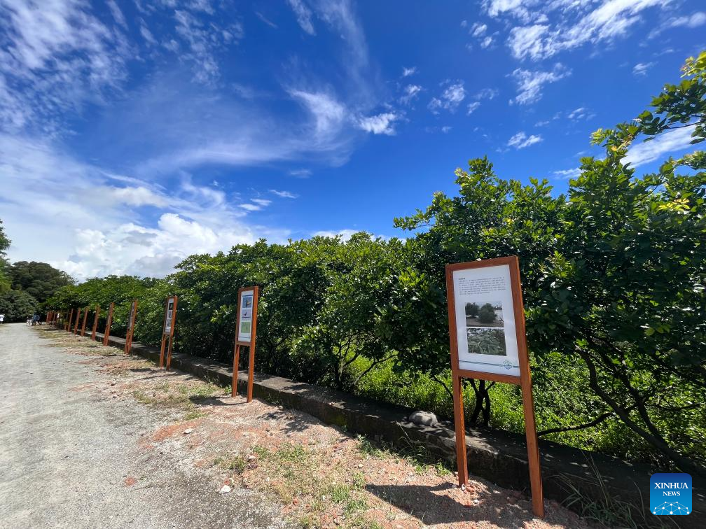 Village builds up mangrove