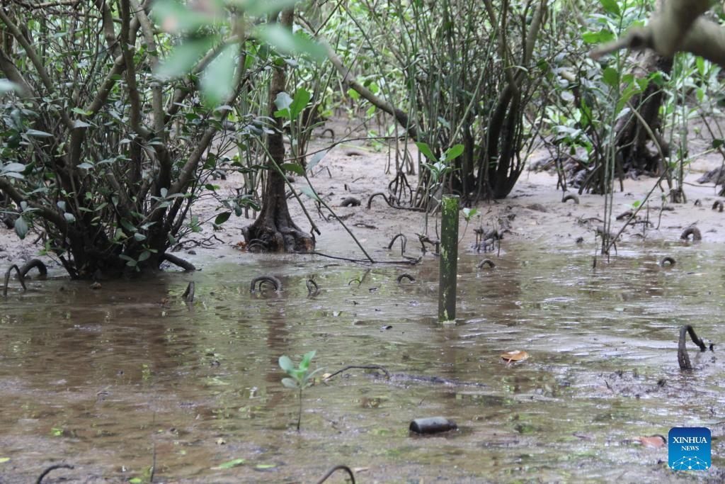 Village builds up mangrove