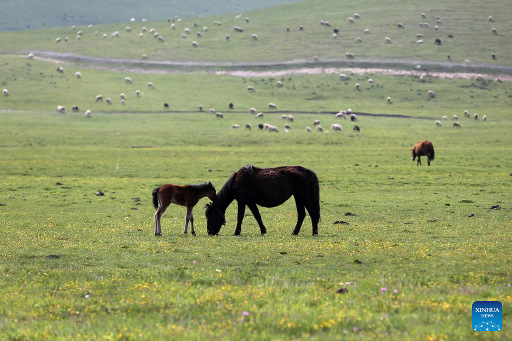 Scenery of grassland in Dingxi City, NW China's Gansu