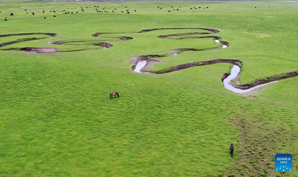 Scenery of grassland in Dingxi City, NW China's Gansu