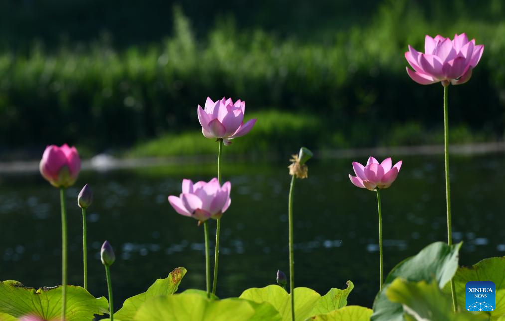 Scenery of blooming lotus flowers in China
