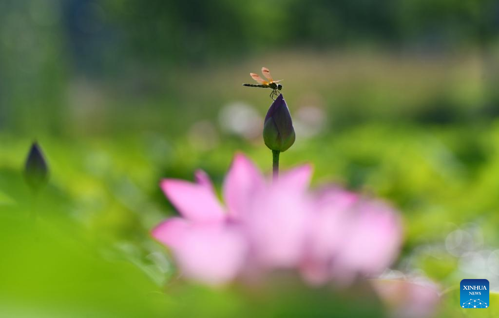 Scenery of blooming lotus flowers in China