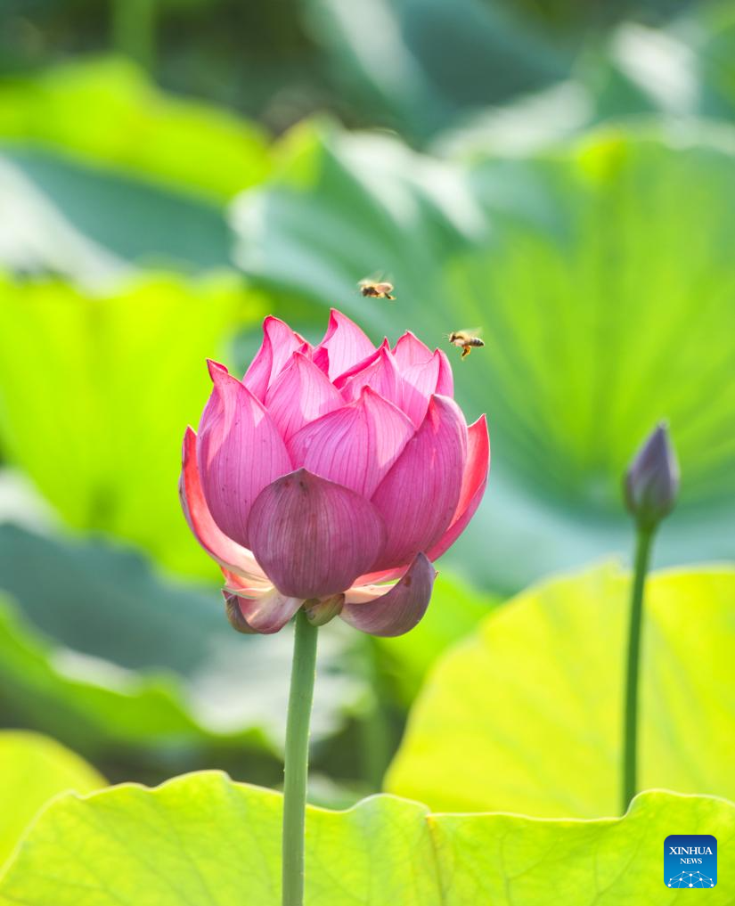 Scenery of blooming lotus flowers in China