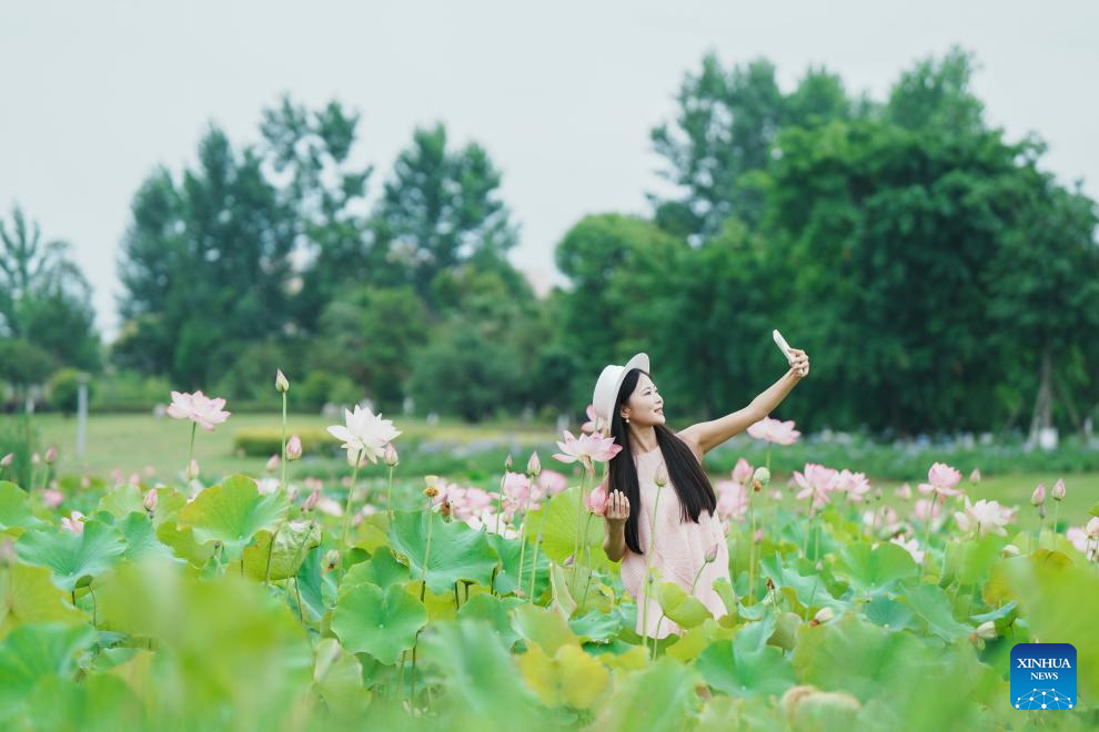 Scenery of blooming lotus flowers in China