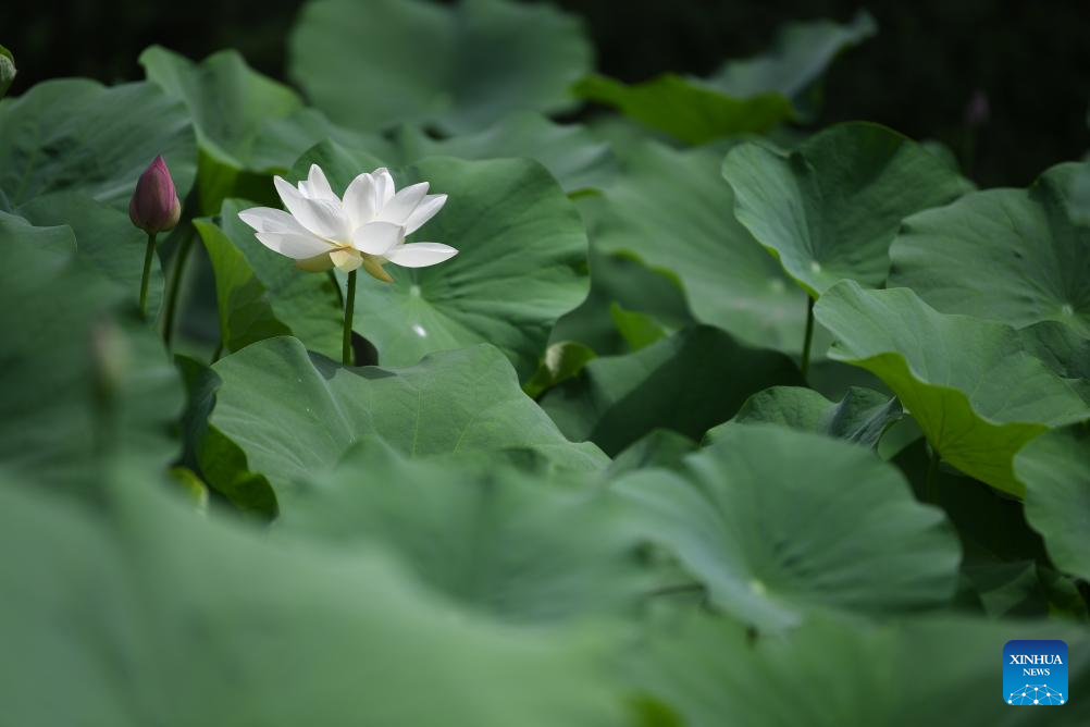Scenery of blooming lotus flowers in China